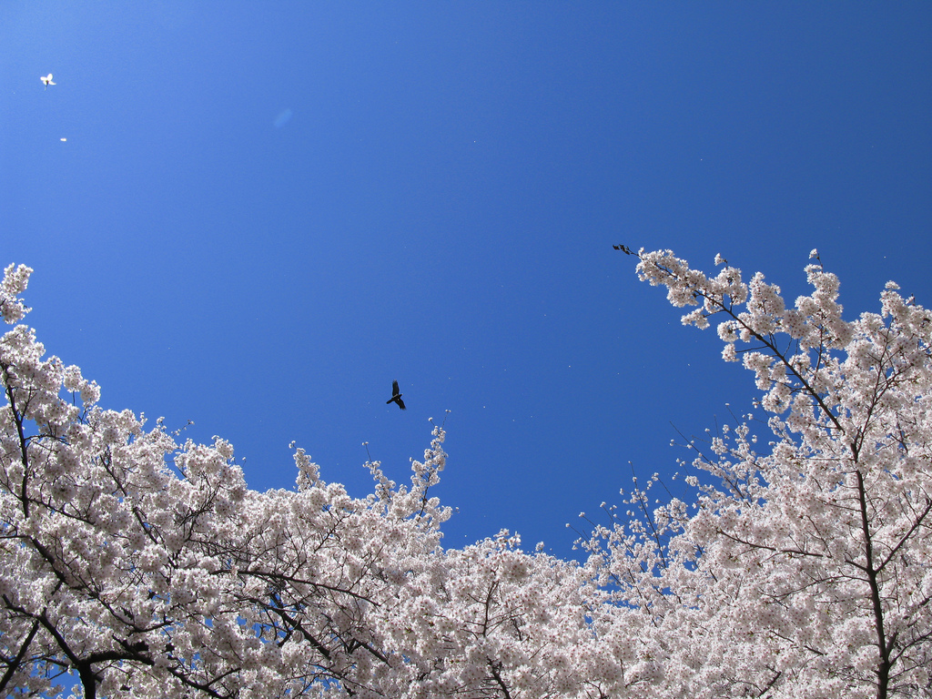 Looking at the sky through cherry blossoms.